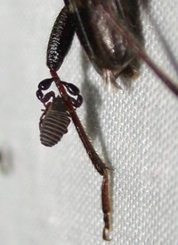 Wyochernes sp.